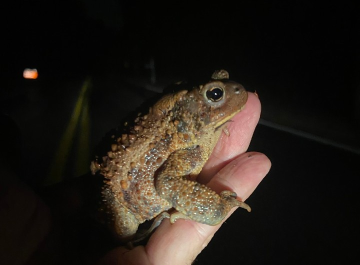 American Toad